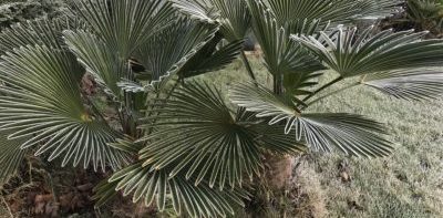 How To Protect Palm Trees From Winter Freeze, Cold, and Frost.
